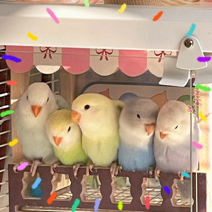 🐥小鸡宝宝日常交流群 群聊头像