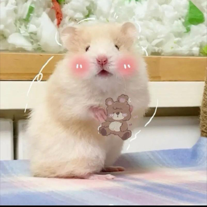 养鼠小能手🍬🍬🍬 群聊头像