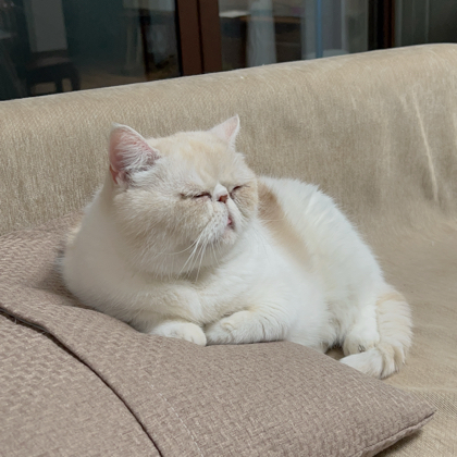 园长猫奴群 群聊头像