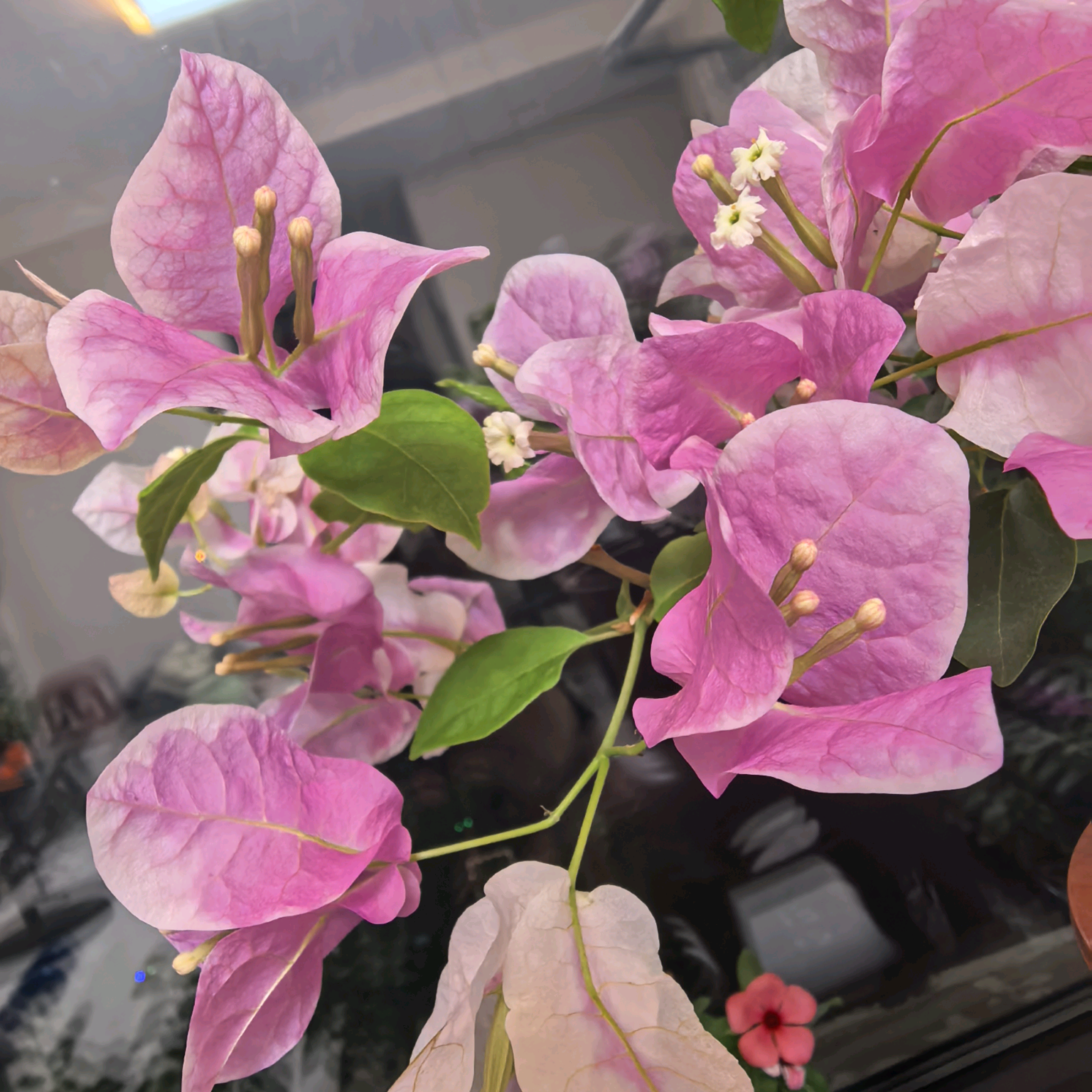 晓晓花友交流群 群聊头像