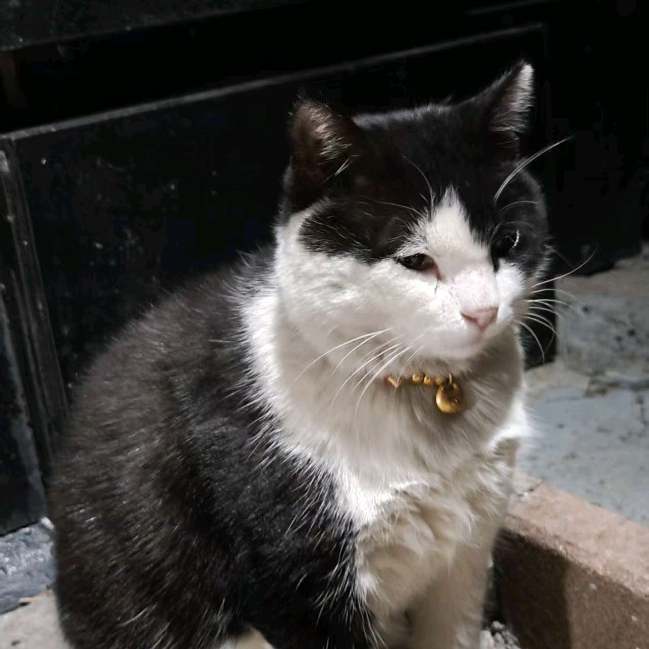 猫咪交流群 群聊头像