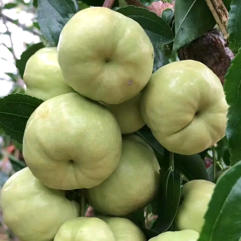枣子群 群聊头像