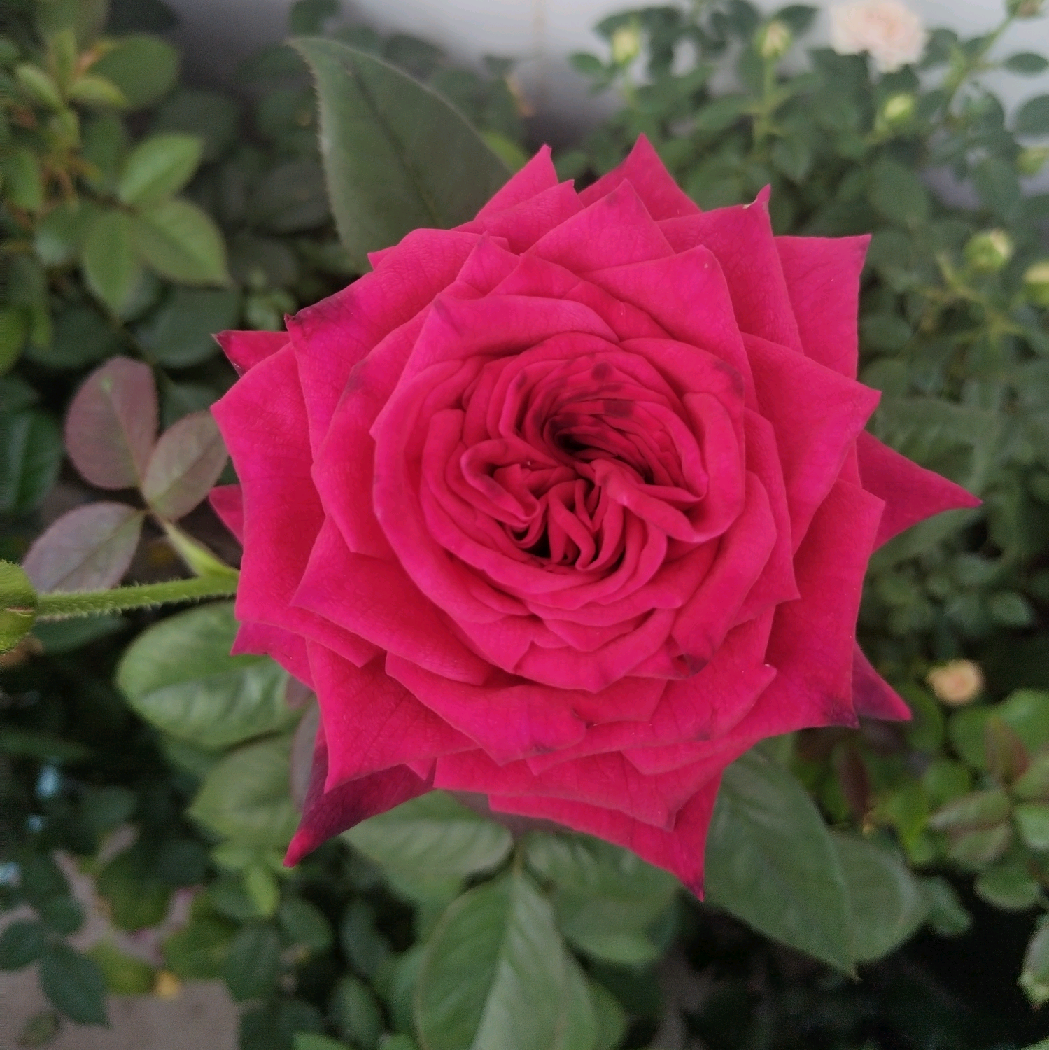 花友3群 群聊头像