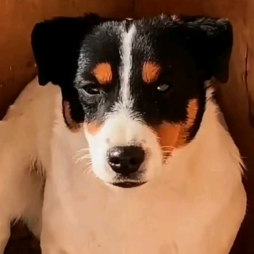 种公A.K犬友交流 群聊头像