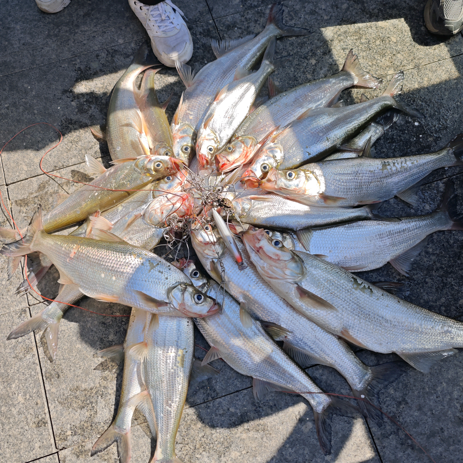 🎣路亚经验交流群 群聊头像