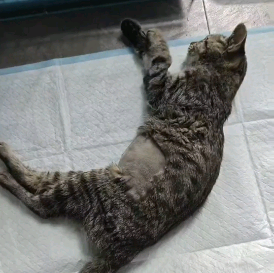 救助小猫众筹群 群聊头像