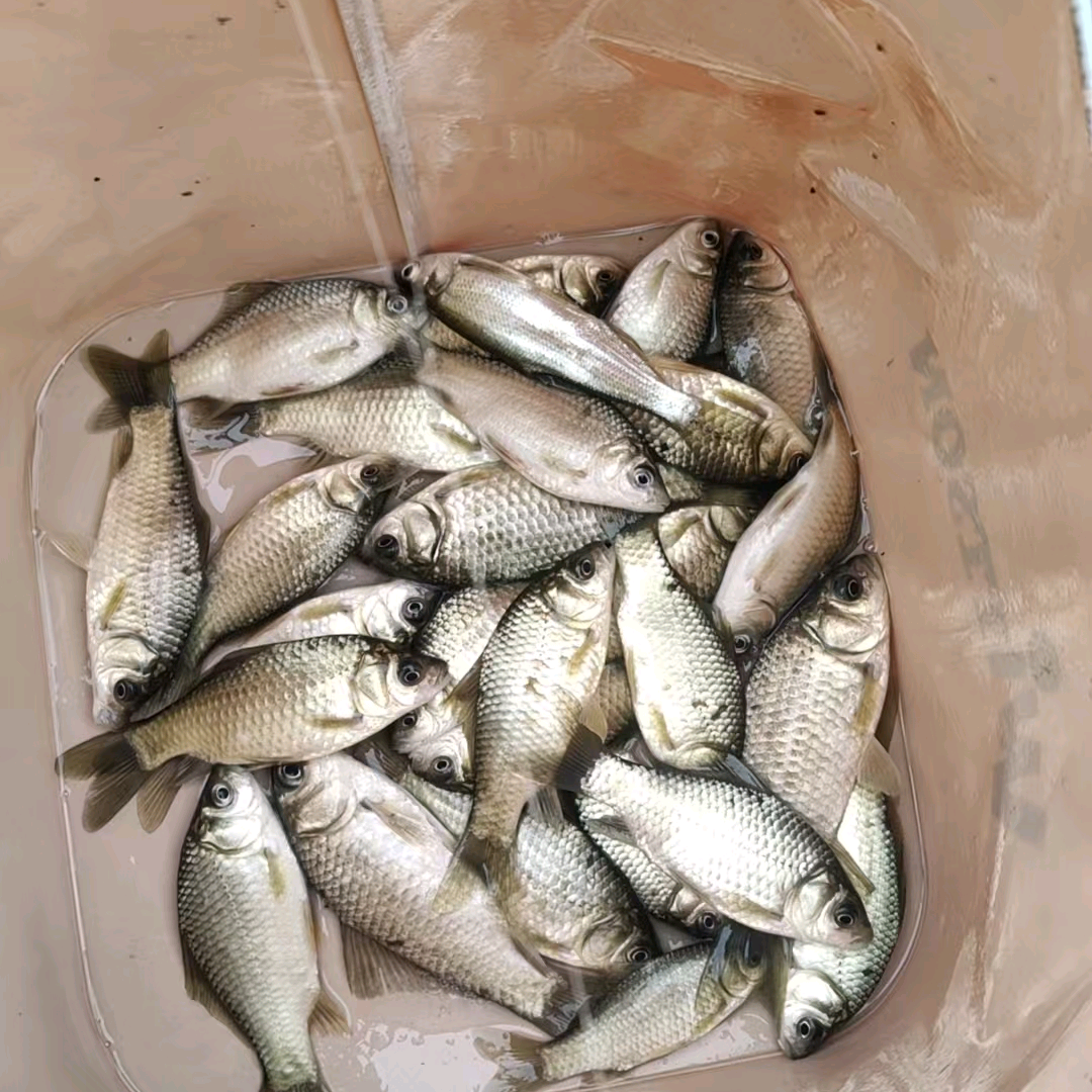 钓点分享2群 群聊头像