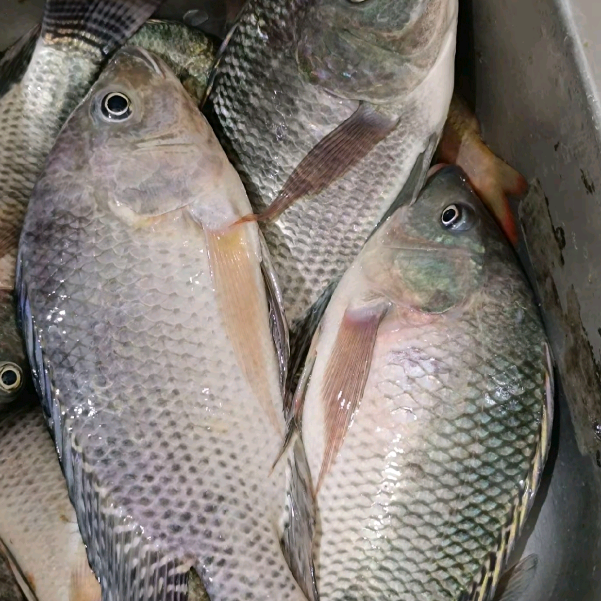 江湖渔友汇🎣 群聊头像