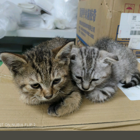 深圳猫咪交流群 群聊头像