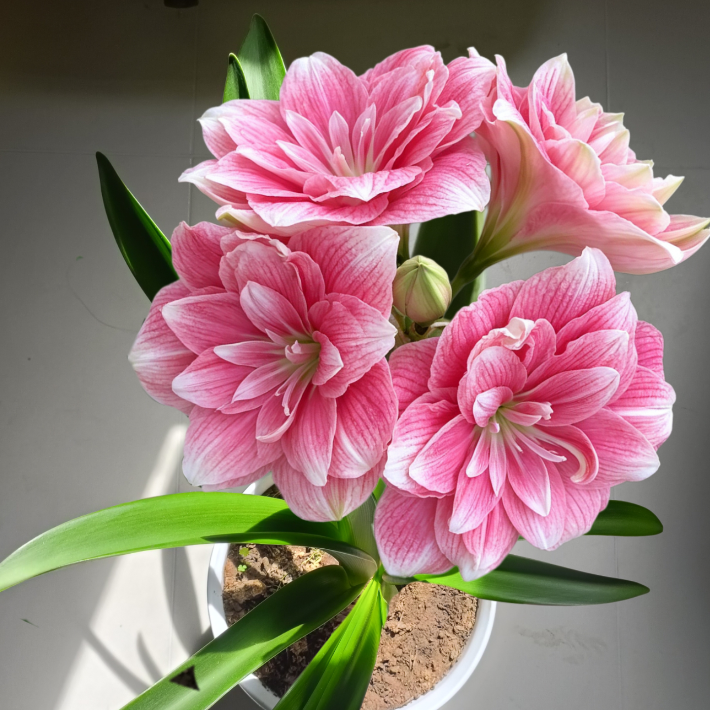 花卉绿植养护交流1群 群聊头像