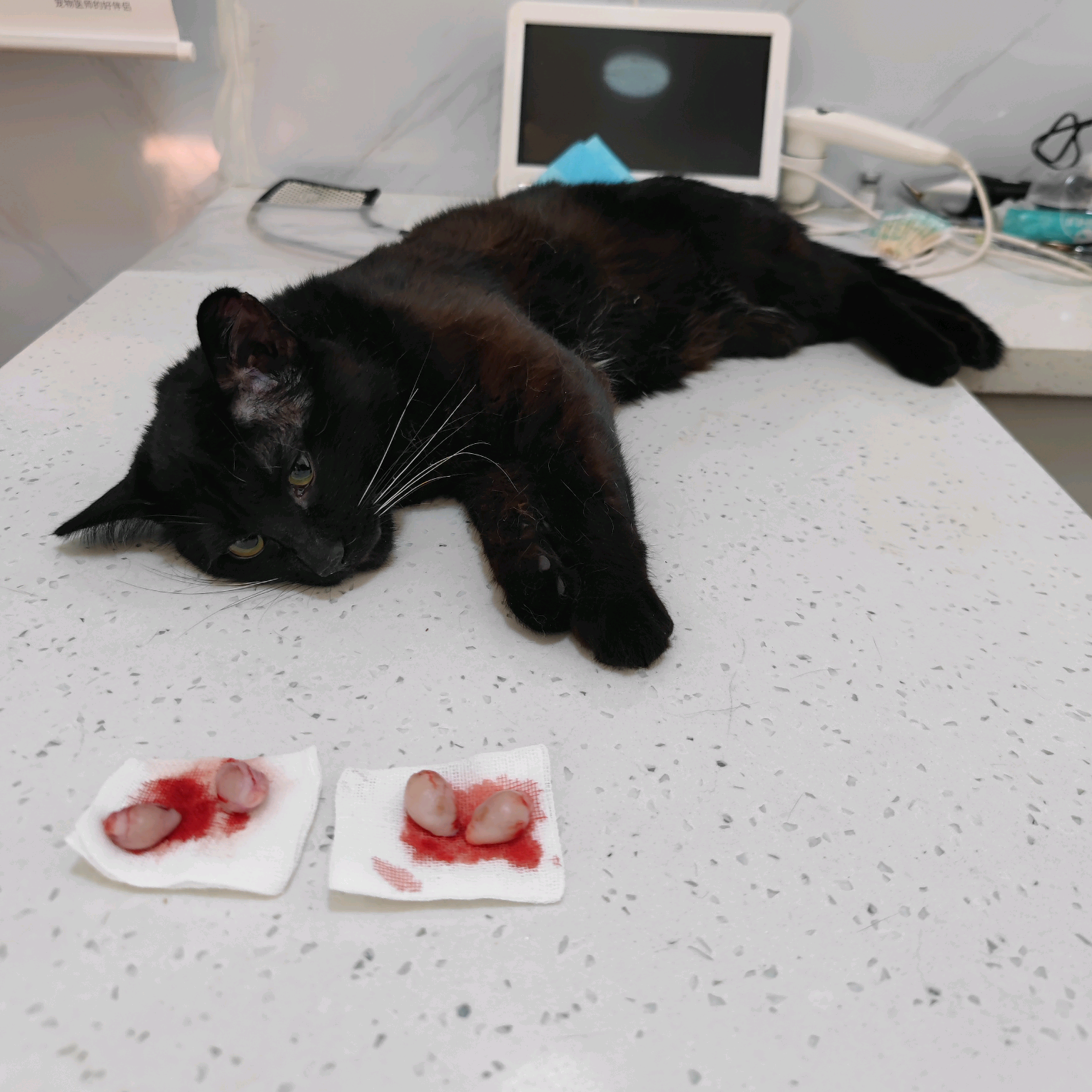 朔州同城猫咪领养 群聊头像