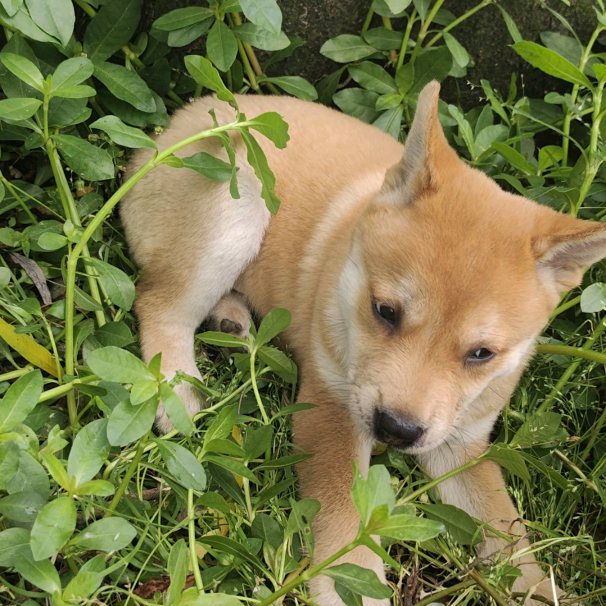 田园犬爱好者 群聊头像