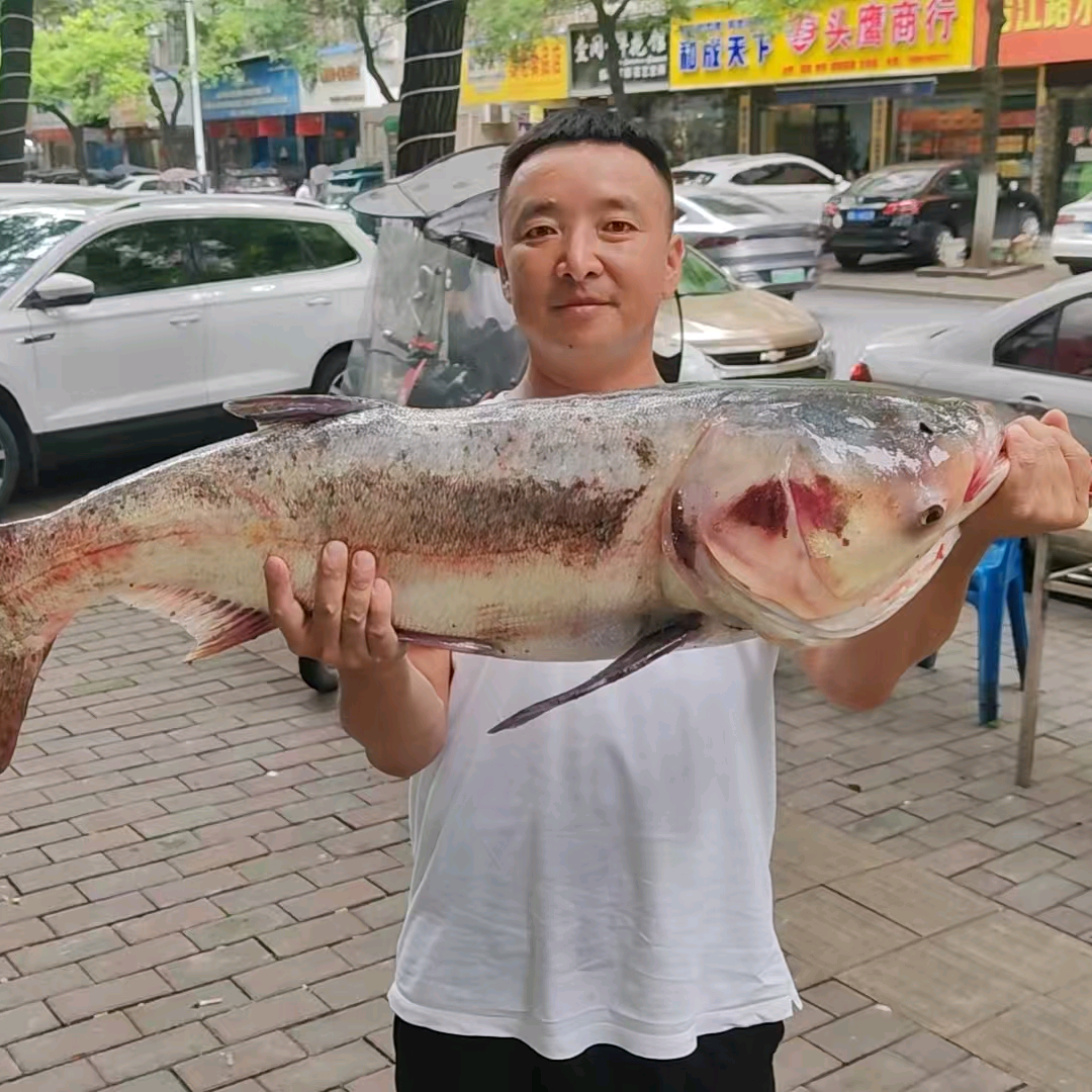 巨物群 群聊头像
