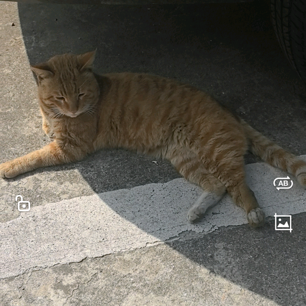 流浪猫咪救助 群聊头像