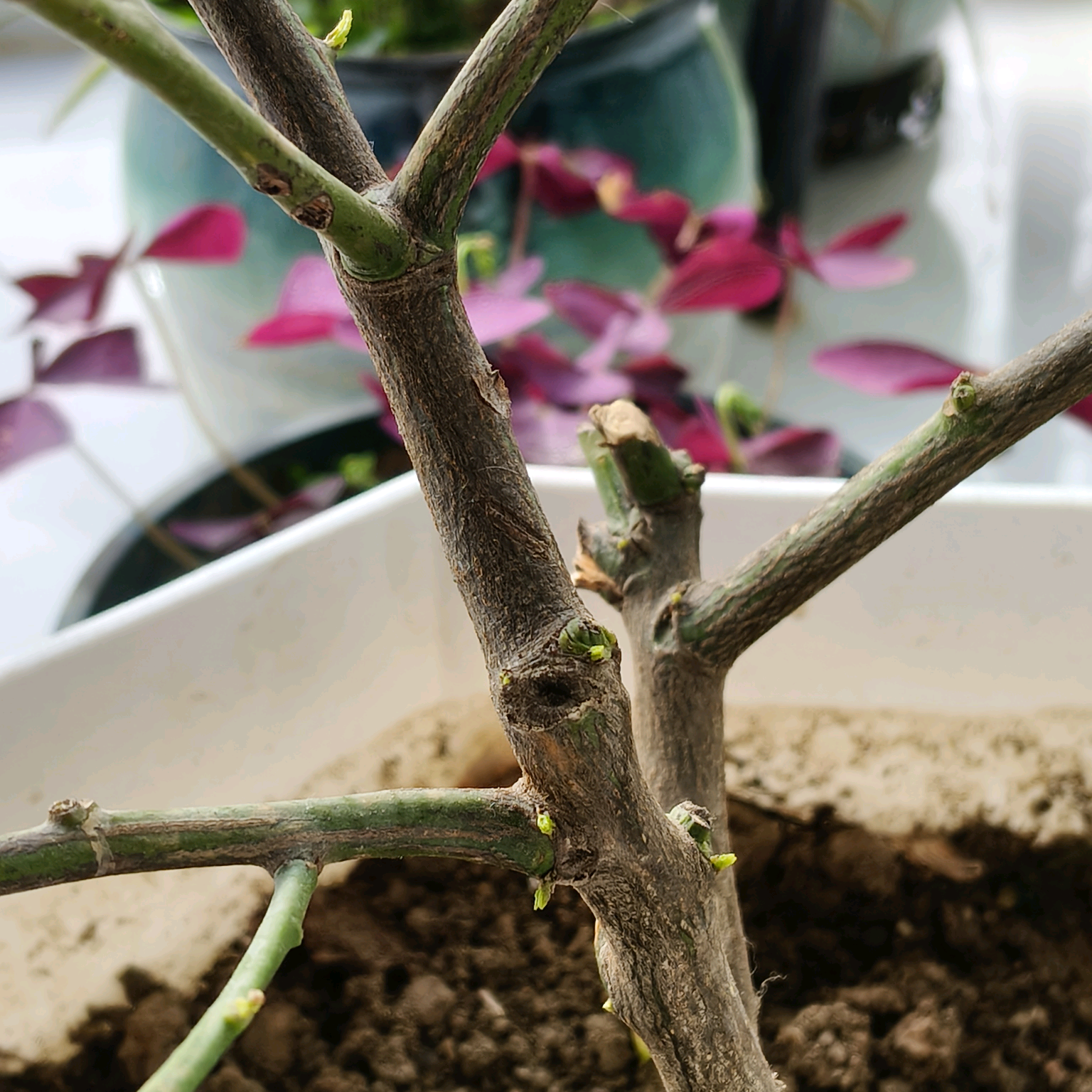 花友共分享 群聊头像