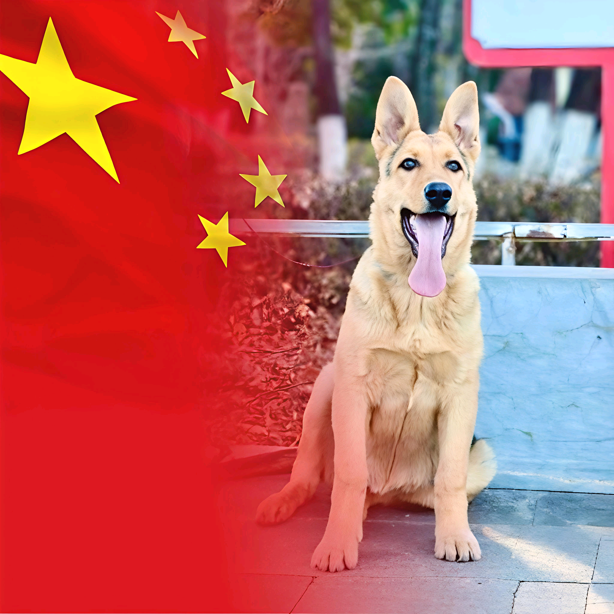 （昆明犬）爱好交流群 群聊头像