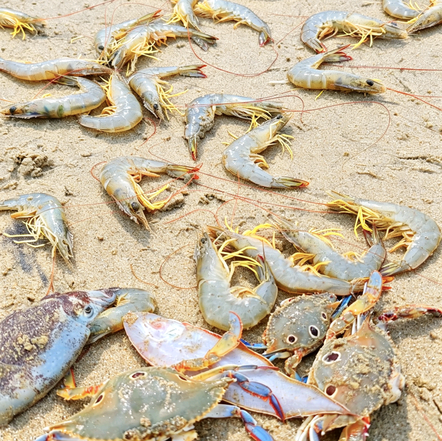 拉网赶海群 群聊头像