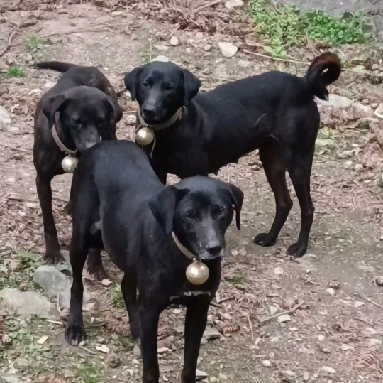 青川猎犬科普2群 群聊头像