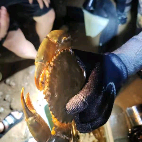 深圳赶海粉丝体验群 群聊头像