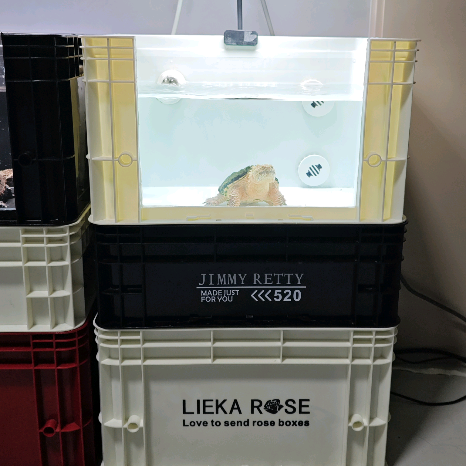 周转箱龟缸群 群聊头像