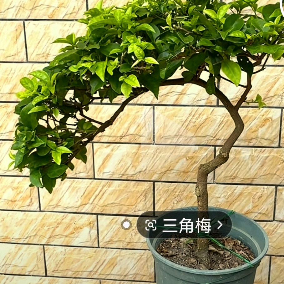 山东花友群 群聊头像
