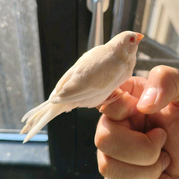 雀鸟饲养繁殖交流群 群聊头像