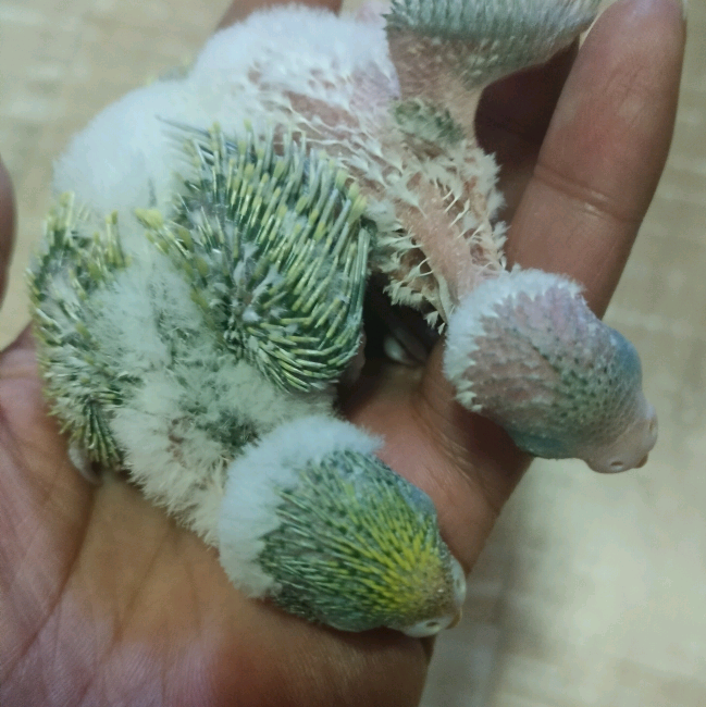 鹦鹉日常治疗 群聊头像