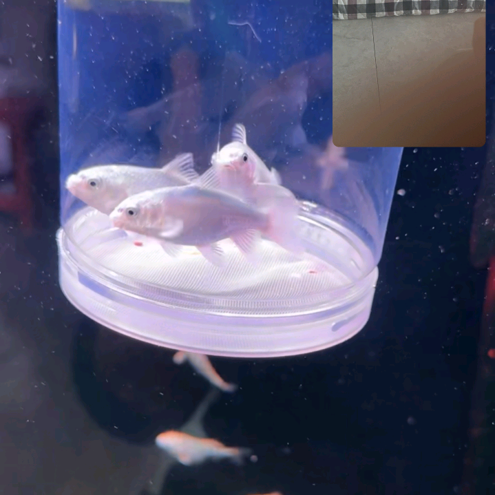蝴蝶鲤交流群 群聊头像