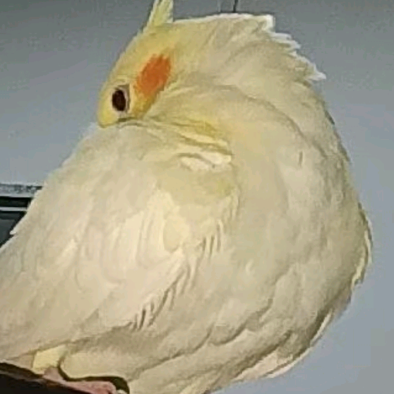 养鸟群 群聊头像