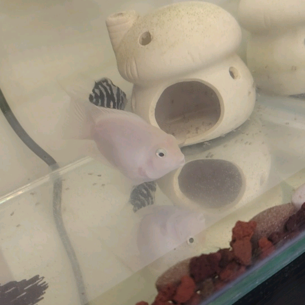 迷你鹦鹉鱼 小鱼粉丝福利交流群 群聊头像