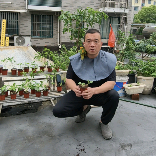 爱种菜的大张，城市天台种菜 群聊头像