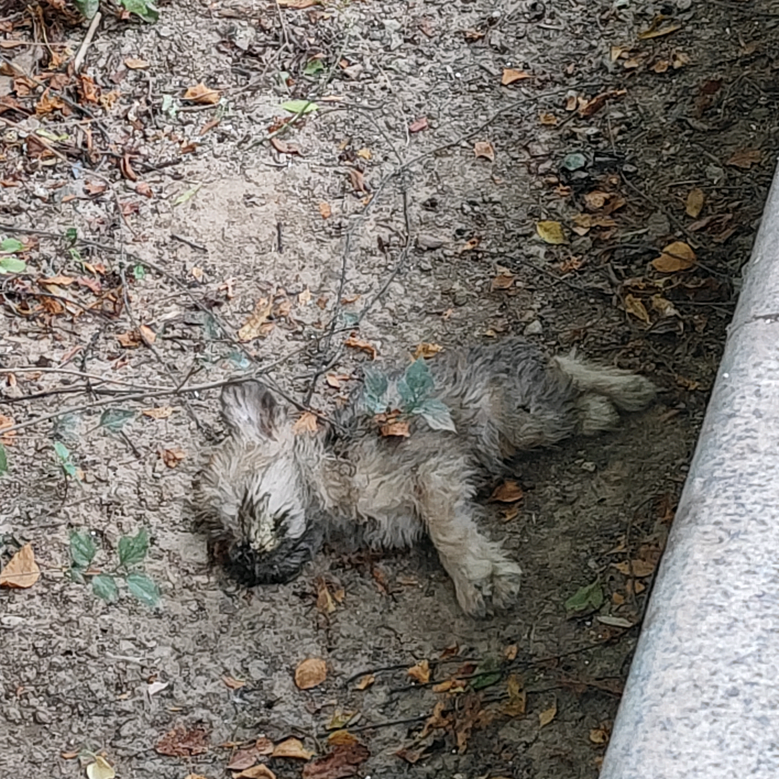 狗狗救助 群聊头像