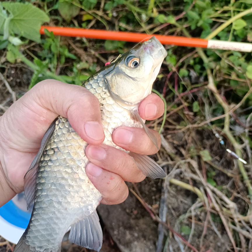 云野垂钓园🎣渔鳞爱钓鱼 群聊头像