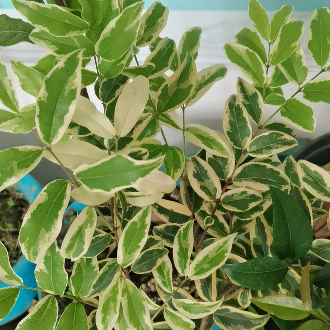 百果交流互换群 群聊头像