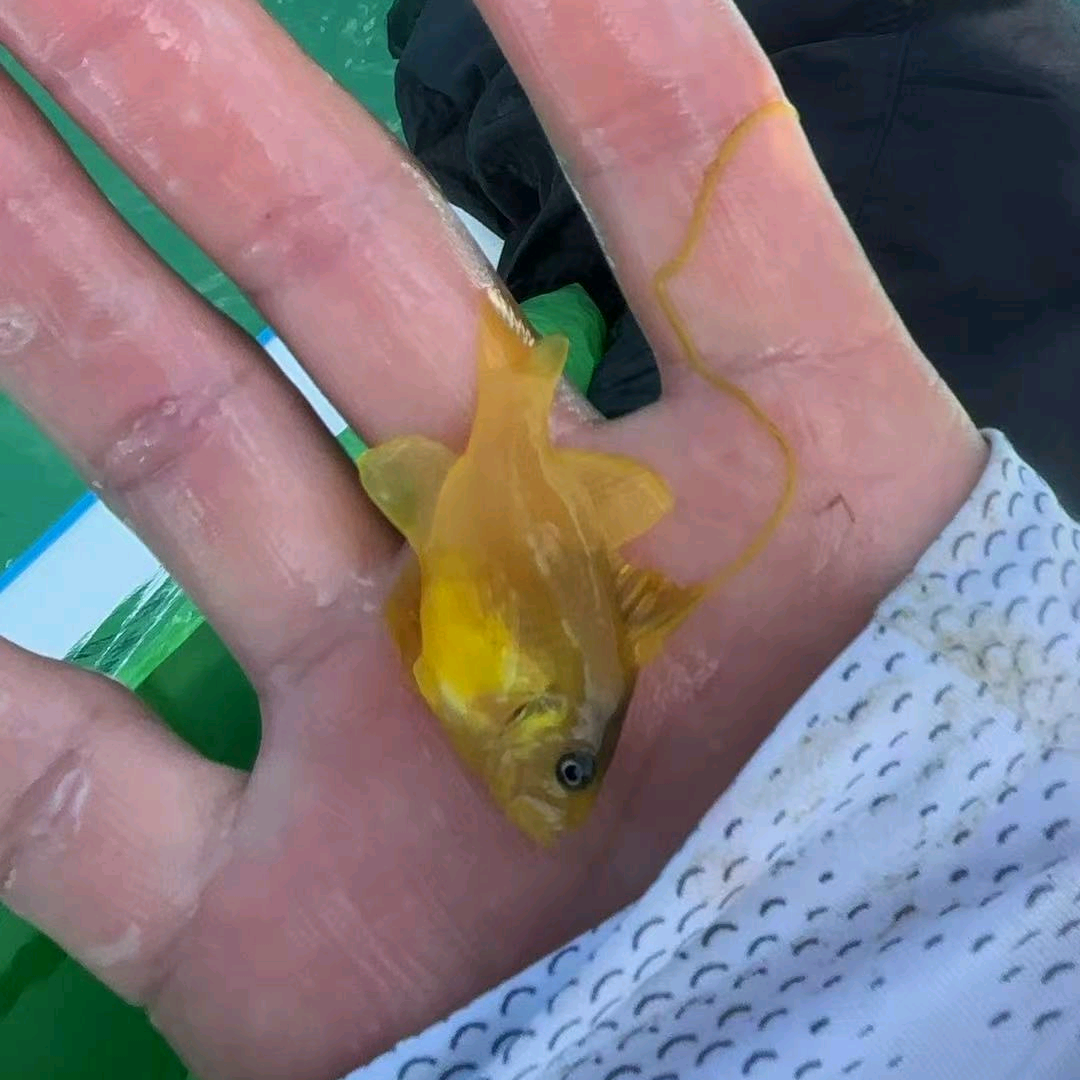 海水部落 群聊头像