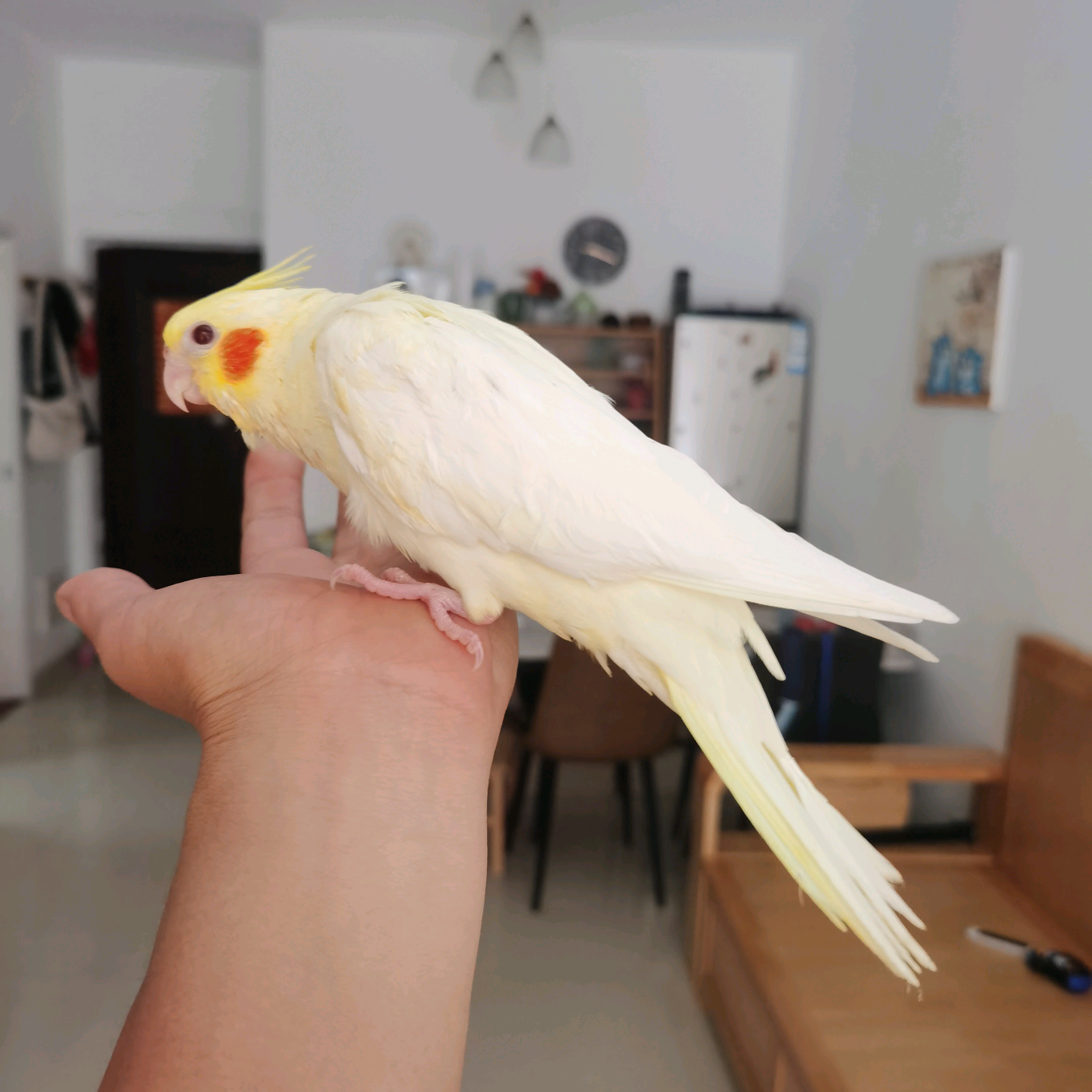 粤～鸟鸟群 群聊头像