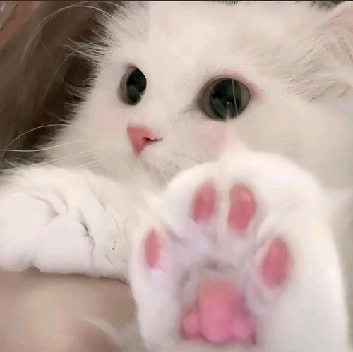 猫舍（免费撸猫） 群聊头像