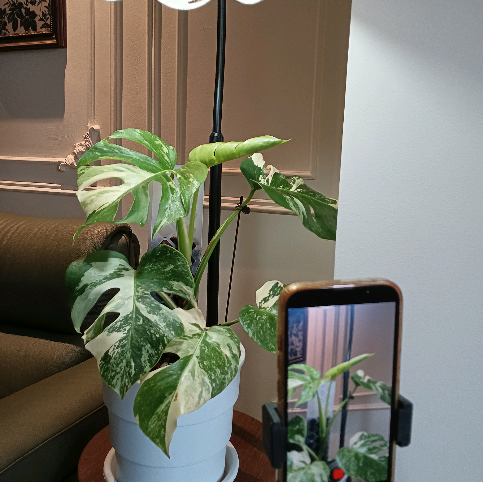 养植快乐星球①🍀🌿🌱 群聊头像