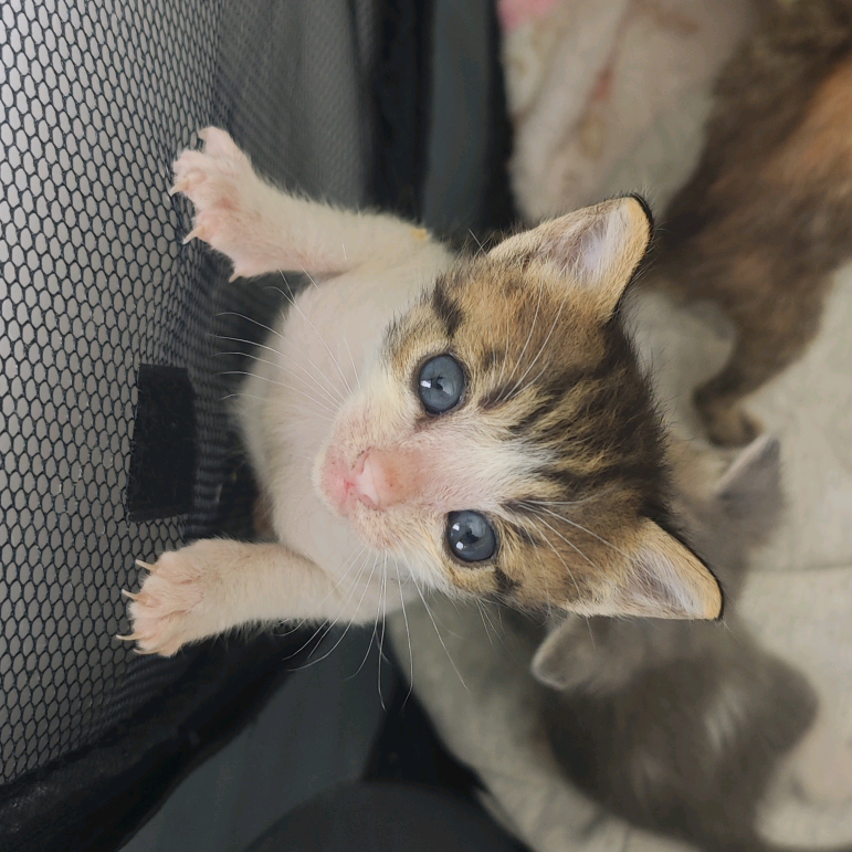 遂宁小猫领养救助 群聊头像