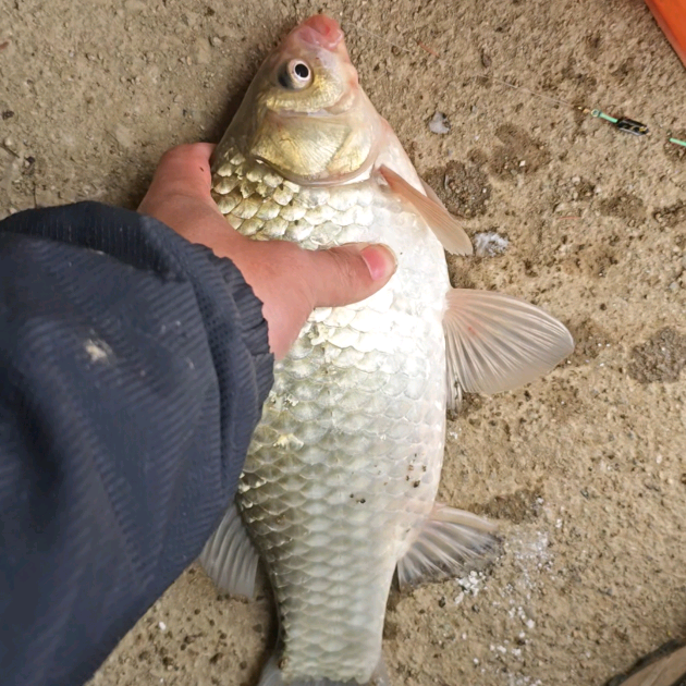 浏阳钓鱼佬群 群聊头像