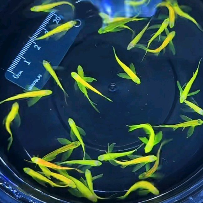 养鱼佬和他的鱼🐟🐟 群聊头像