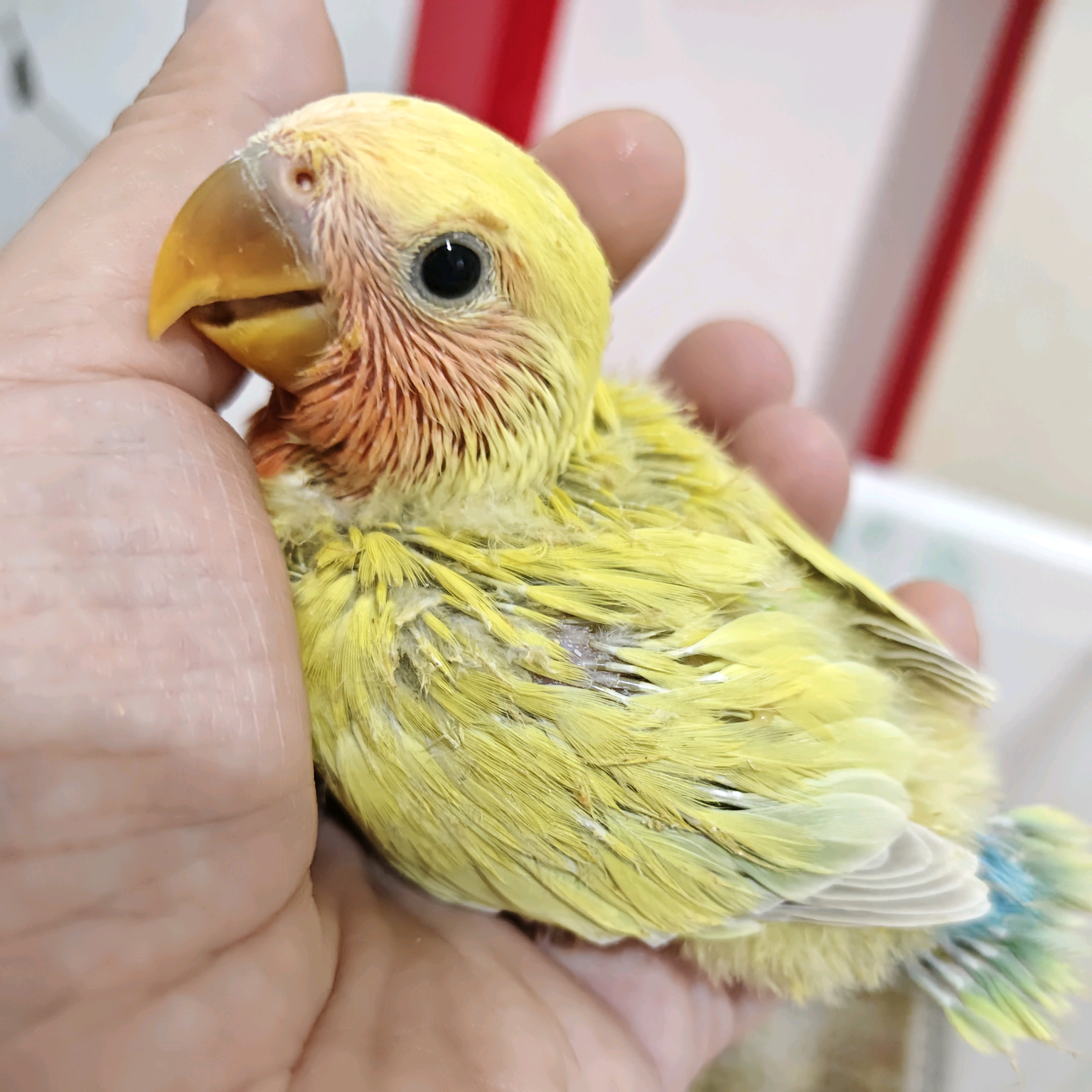 手养小牡丹🦜 群聊头像