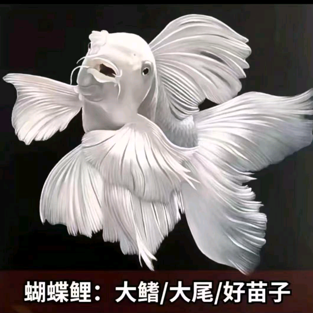 蝴蝶鲤交流群 群聊头像