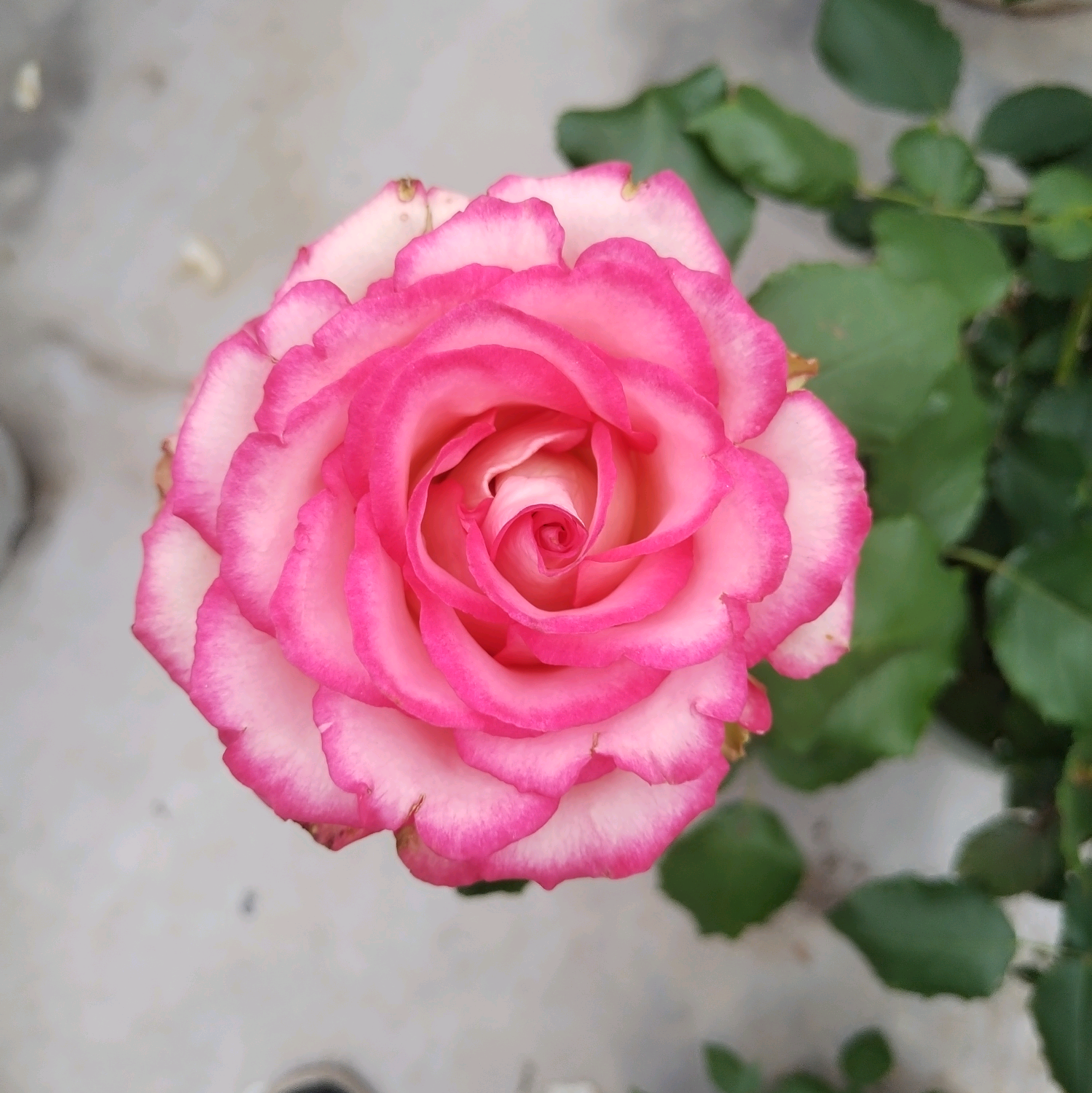 花友6群 群聊头像