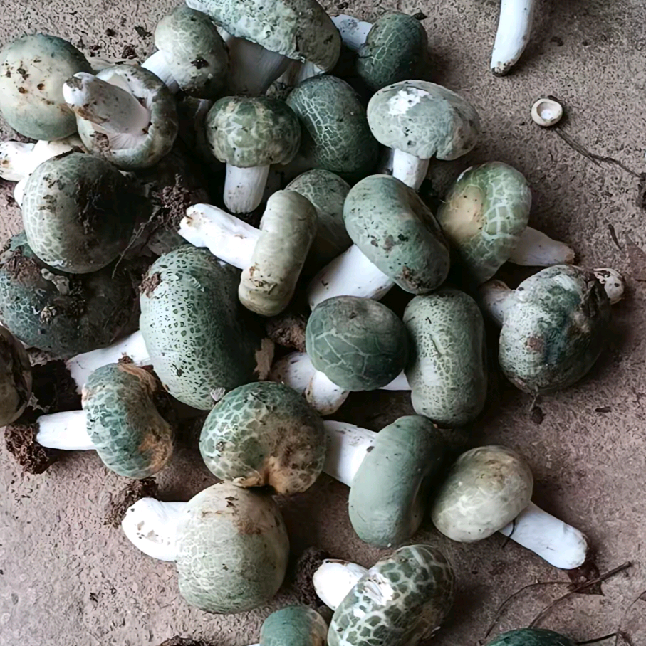 捡菌交流群 群聊头像