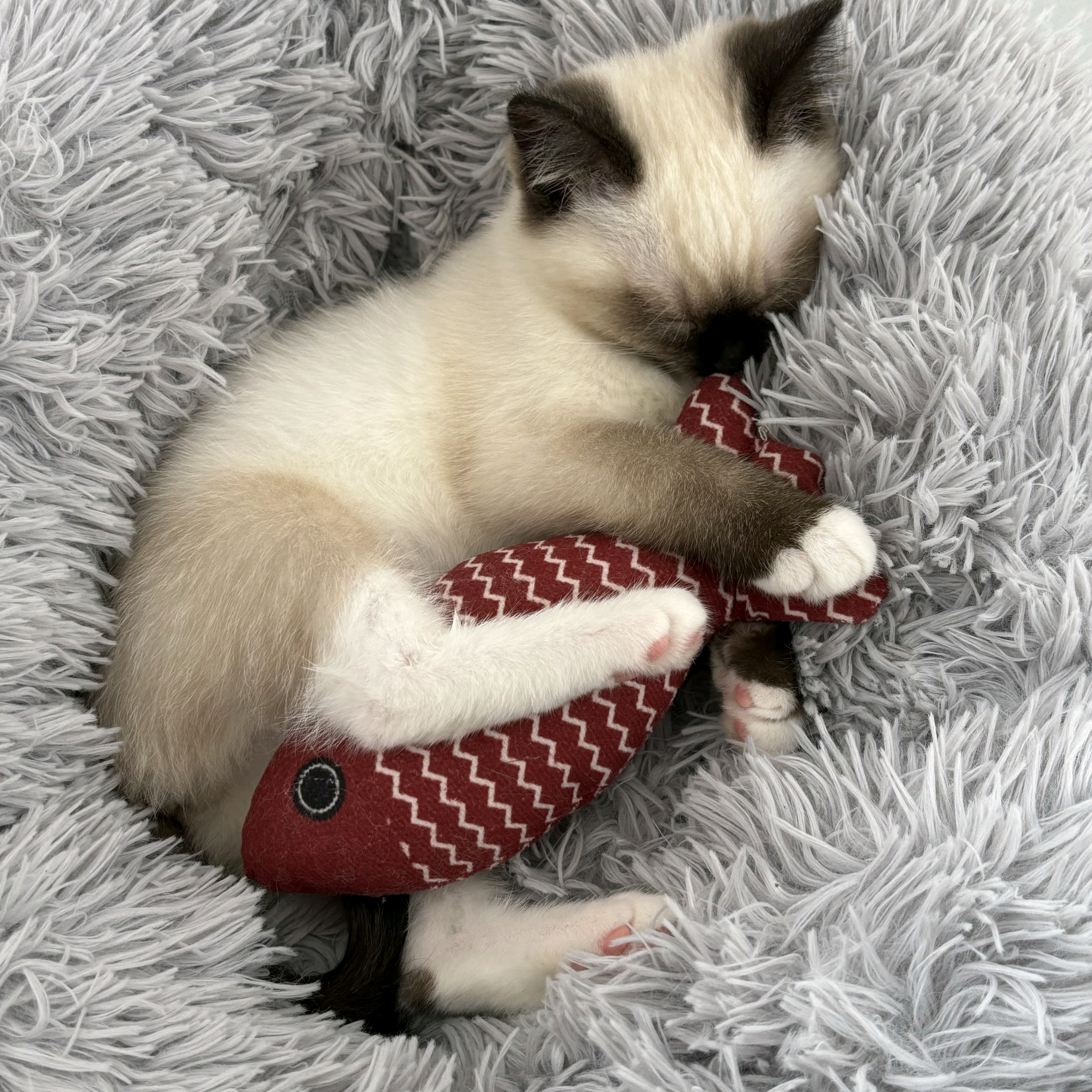 🐈KK日记（贴贴） 群聊头像