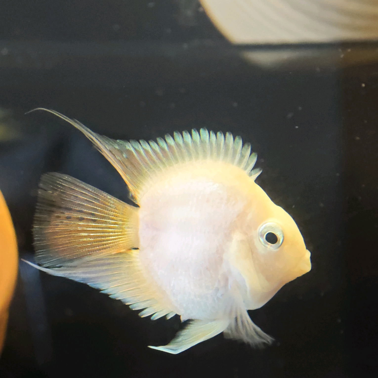 迷你鹦鹉鱼🐟繁殖交流群 群聊头像