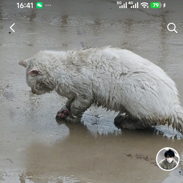 流浪断腿猫“汤圆”救助群 群聊头像