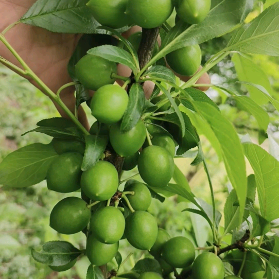 果树种植交流二群 群聊头像