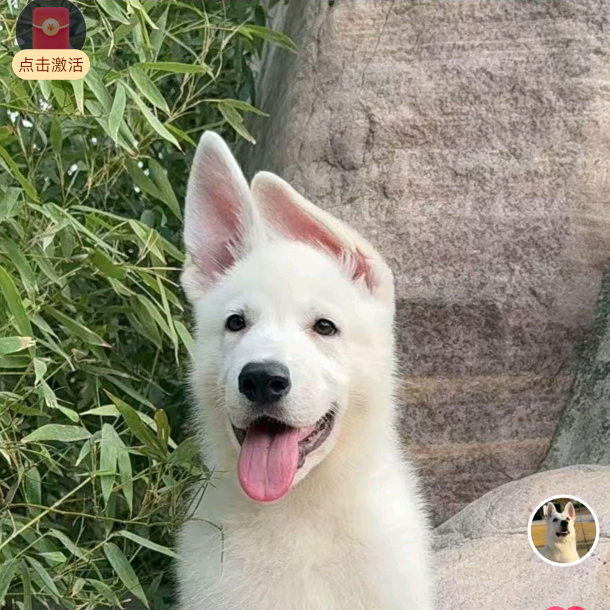 萌犬聚集地 群聊头像